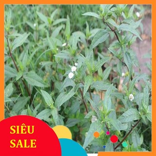 2kg Cây Cỏ Mực tươi
