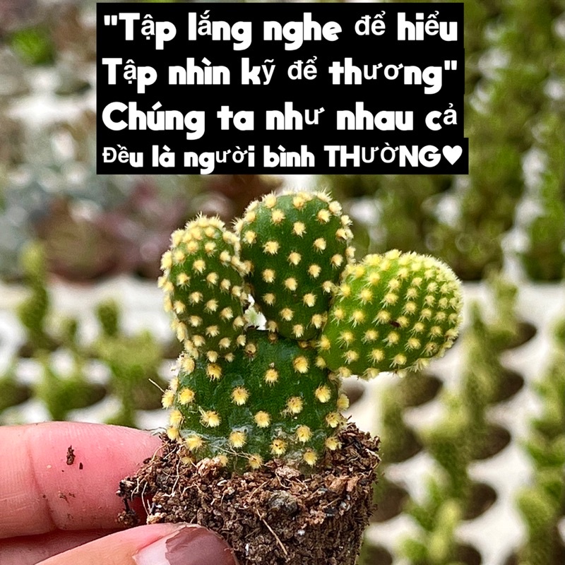 cây xương rồng Tai thỏ vàng size mini 2-2,5 cm siêu cute THUANPHAT GARDEN, cây cảnh trang trí nhà cửa