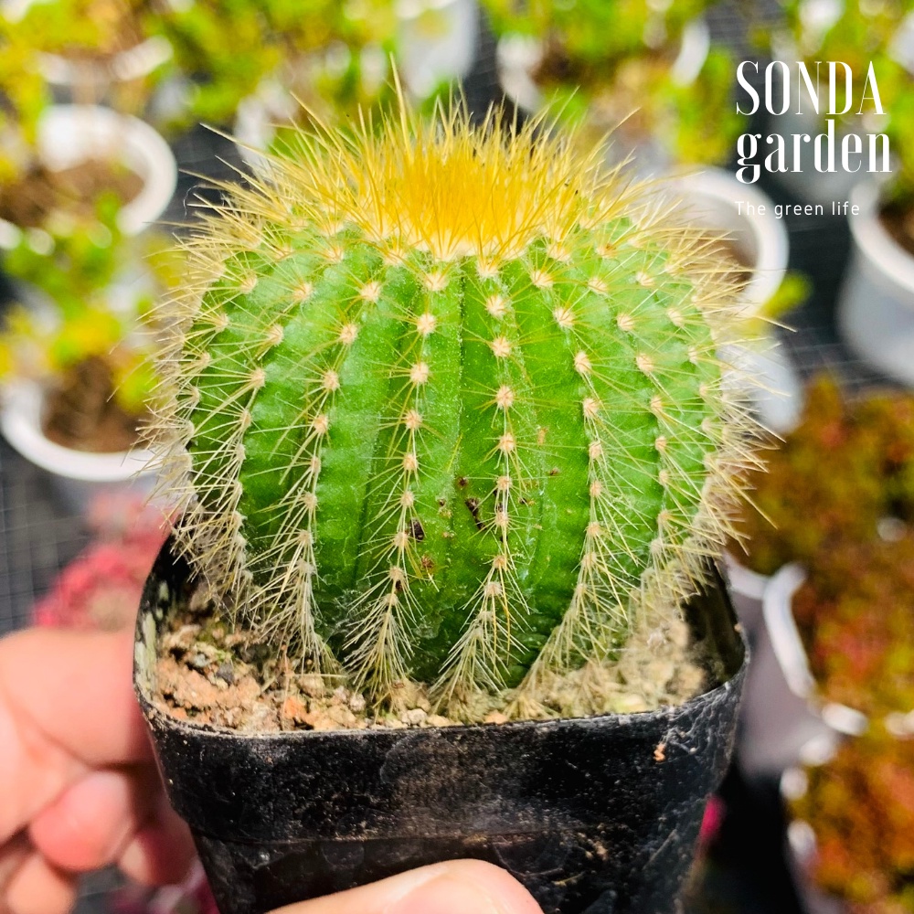 Xương rồng bóng vàng SONDA GARDEN size bé 3.5-5cm, cây cảnh trang trí nhà cửa, lỗi 1 đổi 1