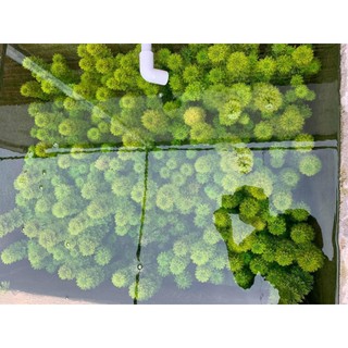 Tiểu bảo tháp 15 cây , cây thủy sinh