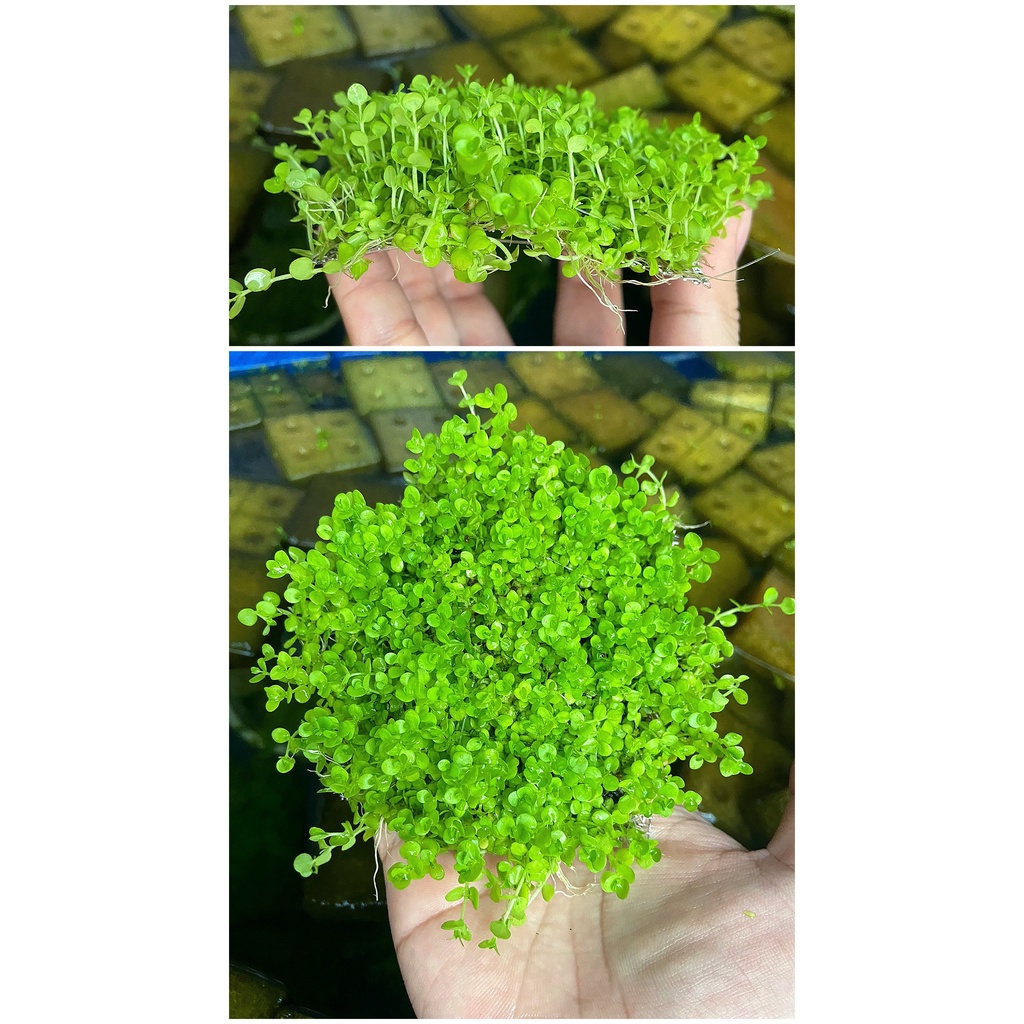 Trân châu ngọc trai vỉ inox full nước