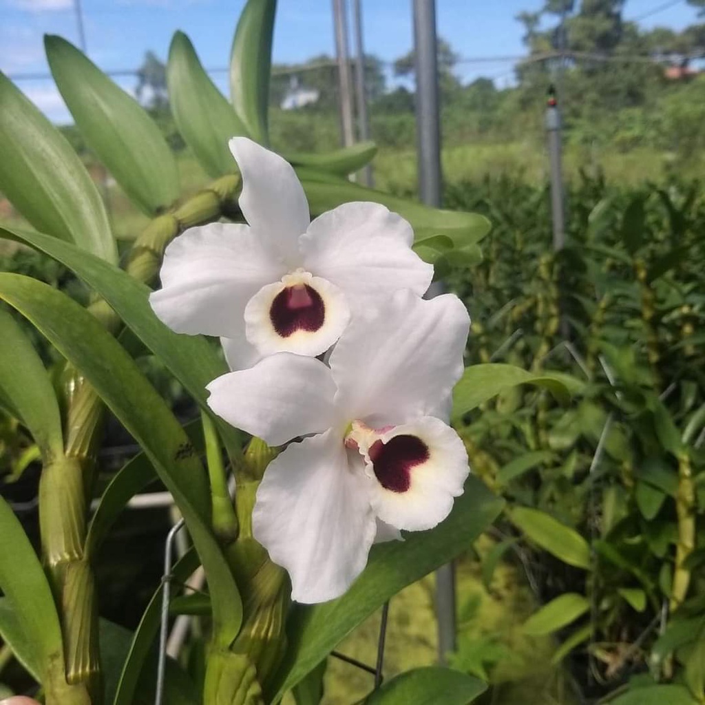 Hoa lan Dendro Xuân Alba cây giống nhập khẩu Thái Lan