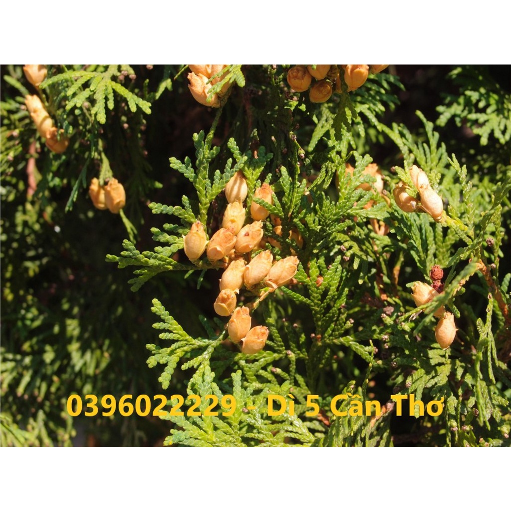 Cây thuộc bài (trắc bá diệp) phơi khô 500 gam