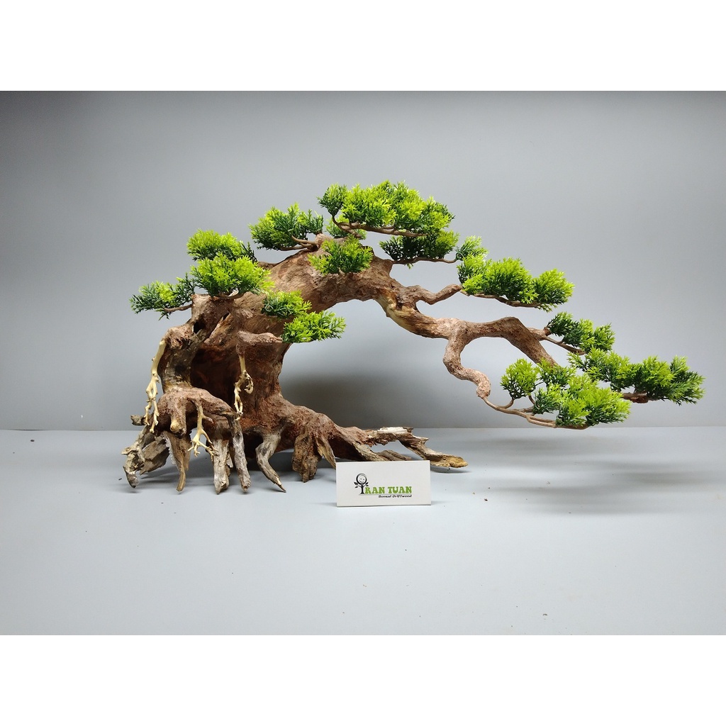 Cây gỗ lũa Bonsai hai thân