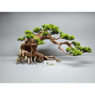 Cây gỗ lũa Bonsai hai thân dành cho bể cá cảnh, bể thủy sinh