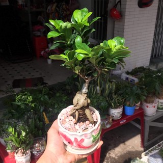 Củ si Nhật để bàn