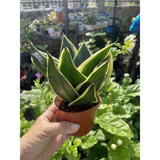 Cây lưỡi hổ thái mini