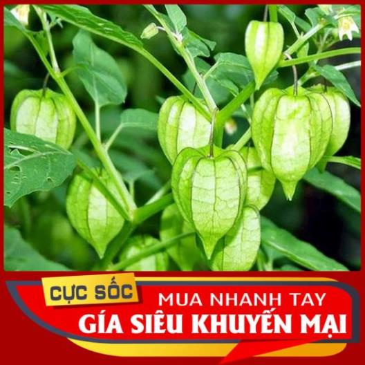 Cây Thù Lù tươi (Cây Tầm Bóp) 1kg [Thảo Dược Ngọc Ánh]
