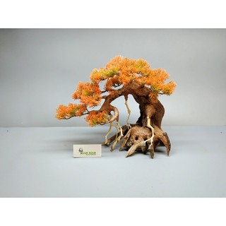 Cây gỗ Lũa Bonsai Tán Tùng [Cam, đỏ, xanh, vàng kem]