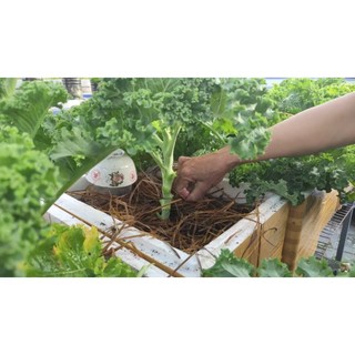 [HCM] Cải xoăn Kale Việt Thái 2g