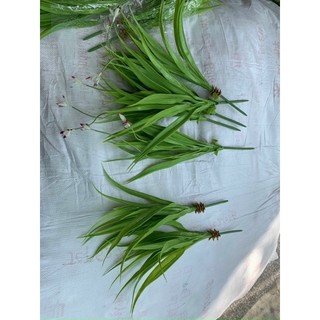 Lá dứa làm rồng phượng,cụm lá dứa
