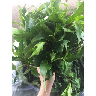 Combo 3 kg rau lủi - đặc sản tây nguyên