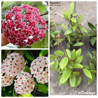 Hoa lan cẩm cù hoa đỏ, trắng, lá tim, gửi từ hà nội