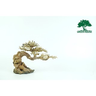 Lũa bonsai bám đá, lũa thủy sinh trang trí hồ cá, hồ thủy sinh