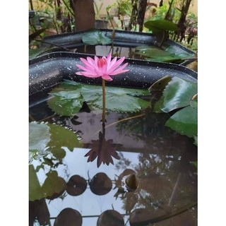 10 cây hoa súng sắp hoa