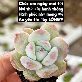 Cây sen đá monroe size mini 2-2,5cm cây cảnh trang trí nhà cửa thuanphat garden