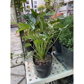 Trầu bà chân vịt
