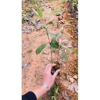 Cây Sim giống Tím