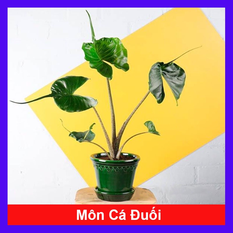 Cây Môn Cá Đuối cao 30cm - Alocasia Stingray - cây giao như Video