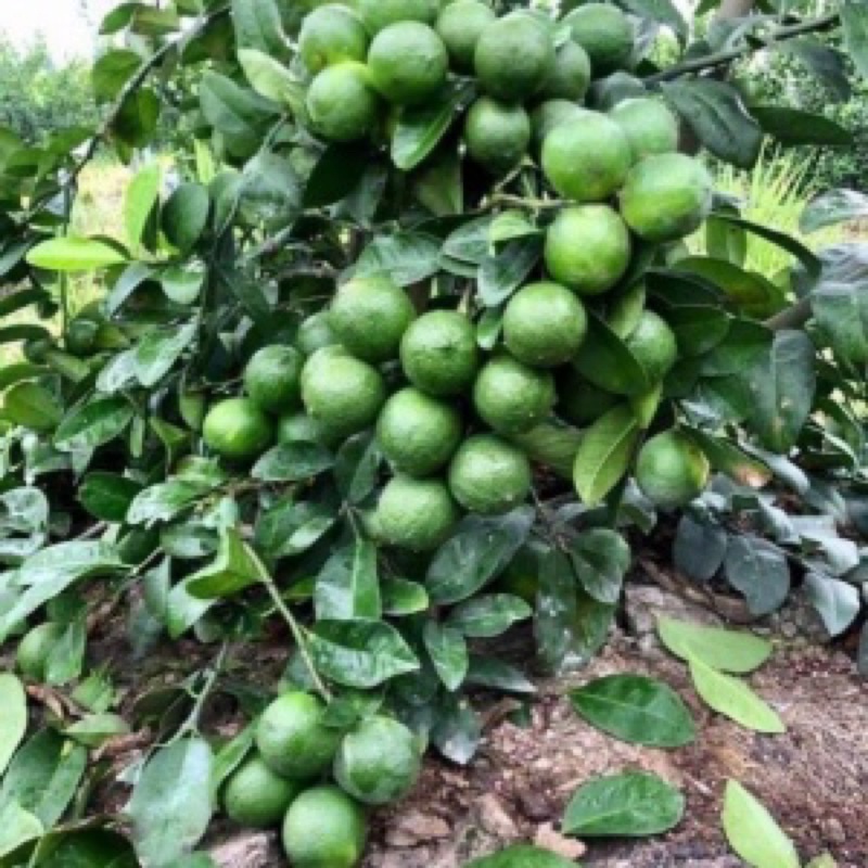 Cây chanh tứ quý siêu sai