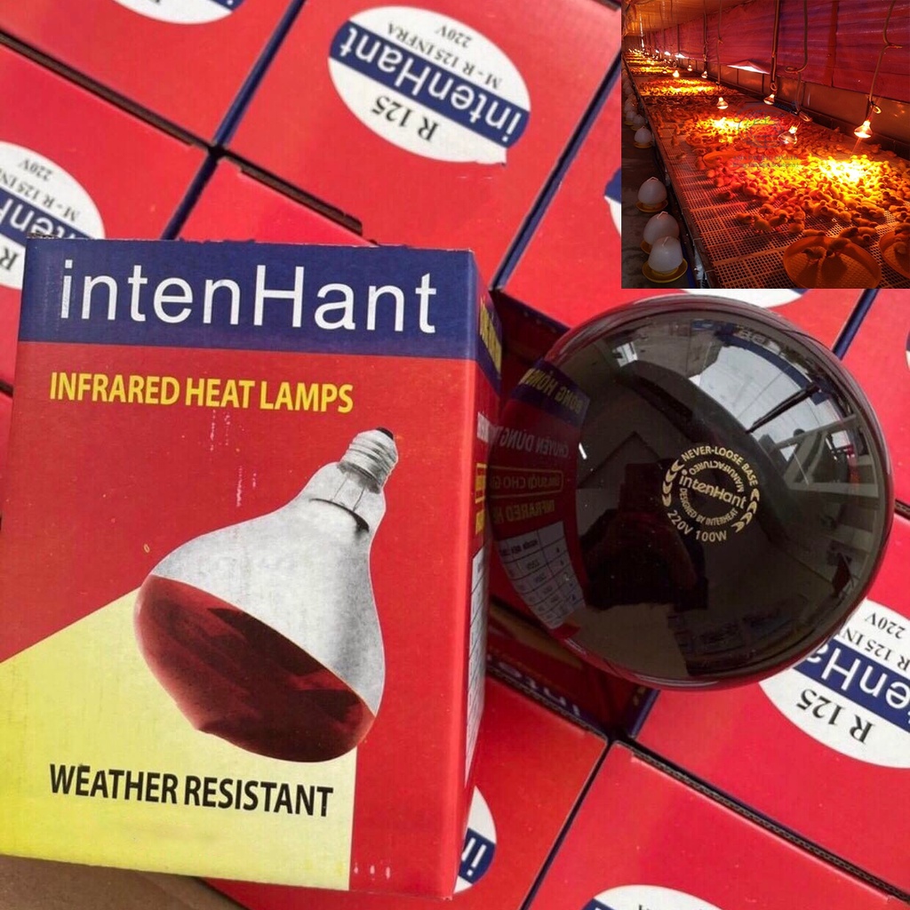 Bóng úm hồng ngoại,bóng đèn hồng ngoại interheat,đèn chuyên dùng sưởi ấm trong chăn nuôi