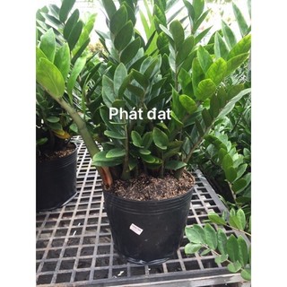Cây kim tiền bụi lớn ( ko chậu )