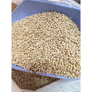 1KG Hạt Kê Vàng To Dành Cho Cu Gáy,YPhụng, Finch, Yến Hót, Vẹt….