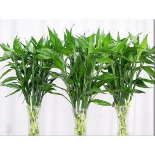 Cây phát tài lá xanh cắt cành