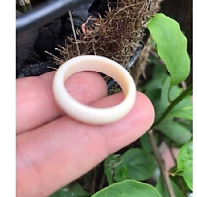 Nhẫn nga vôi thật hàng vân nhiều