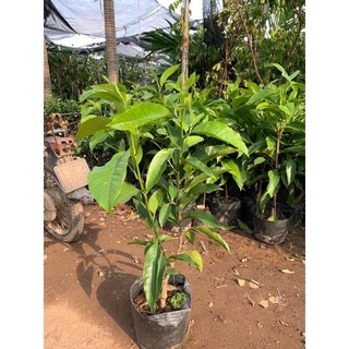 Cây Giống Ngọc Lan Vàng
