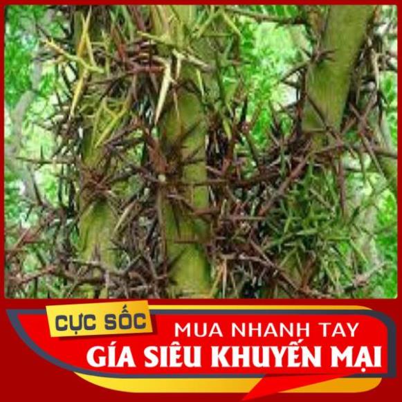 COMBO 7 loại gai trừ tà, xả vận xui đại cát đại lộc