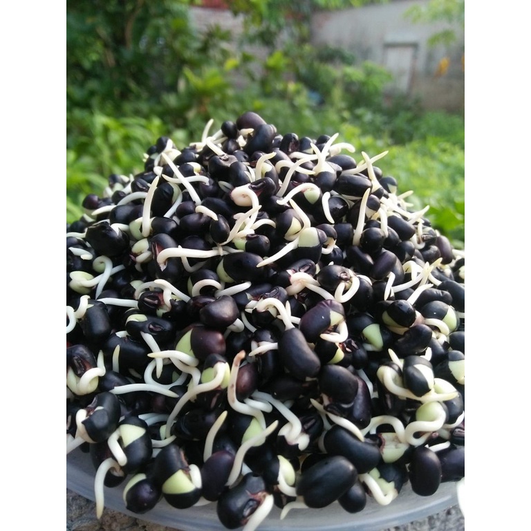 Trà mầm đậu đen 500g Hạt Dưỡng - Xanhsam Organic