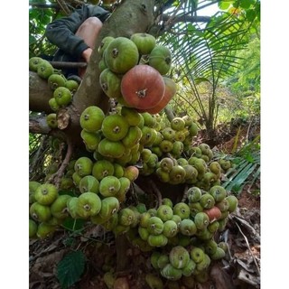 CÂY GIỐNG VẢ MẬT (quả ngõa)