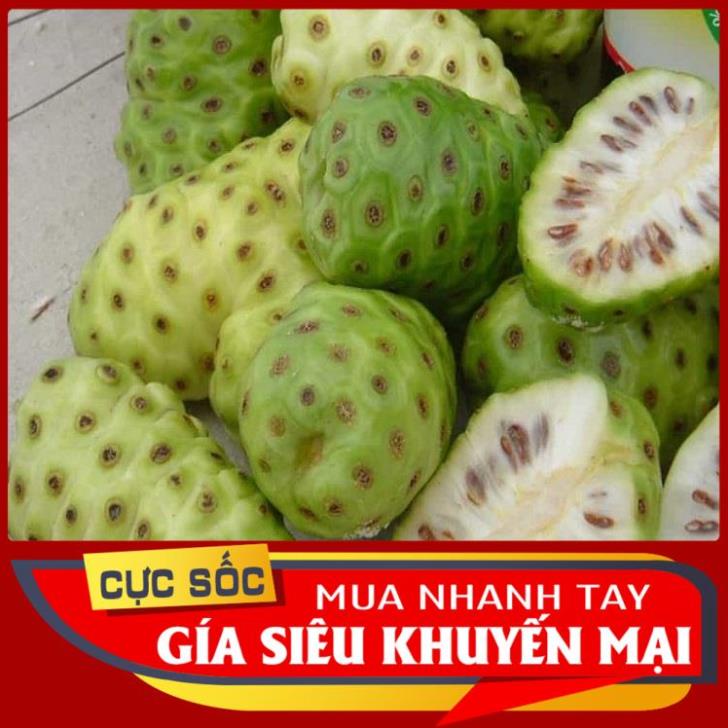 5kg Trái Nhàu tươi to đều chín già - Hàng có sẵn, khách đặt ship hỏa tốc