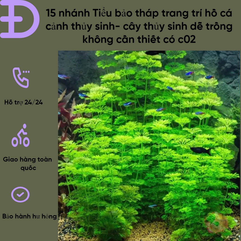 15 nhánh Tiểu bảo tháp trang trí hồ cá cảnh thủy sinh- cây thủy sinh dễ trồng không cần thiết có c02