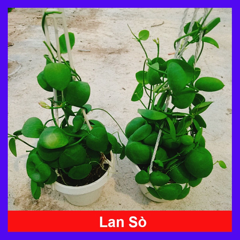 Cây Lan Sò Chậu Treo - cây cảnh trang trí