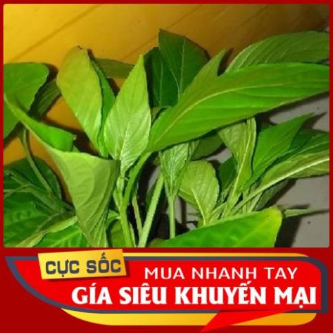 Lá Cẩm Thái tươi 1kg [Thảo Dược Ngọc Ánh]