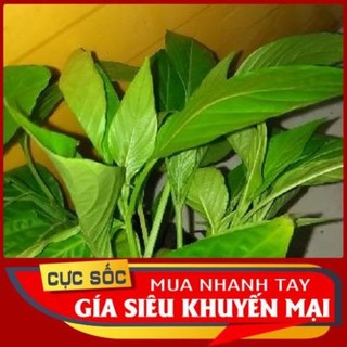 Lá Cẩm Thái tươi 1kg