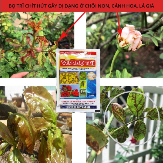 Vua Bọ Trĩ (Gói 20g), Sản Phẩm Đánh Bay Nhóm Chích Hút Bảo Vệ Vây Trồng, Dùng Cho Hoa Hồng, Mai Vàng...