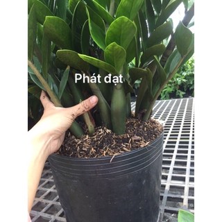 Cây kim tiền bụi lớn ( ko chậu )