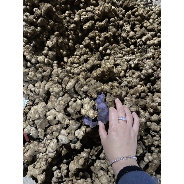 gừng đen tươi ( ngải đen) 1 kg