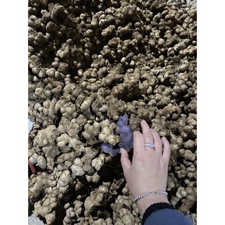 gừng đen tươi ( ngải đen) 1 kg