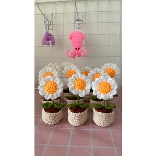 Chậu hoa cúc hoạ mi mini handmade