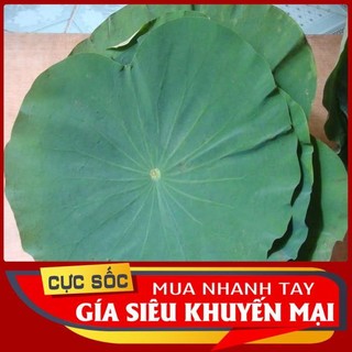 1kg Lá Sen tươi. lá sen gói xôi. gói gà