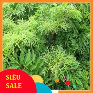 Lá đinh lăng nếp tươi 500gr