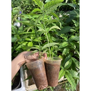 cây giống hoàn ngọc trắng