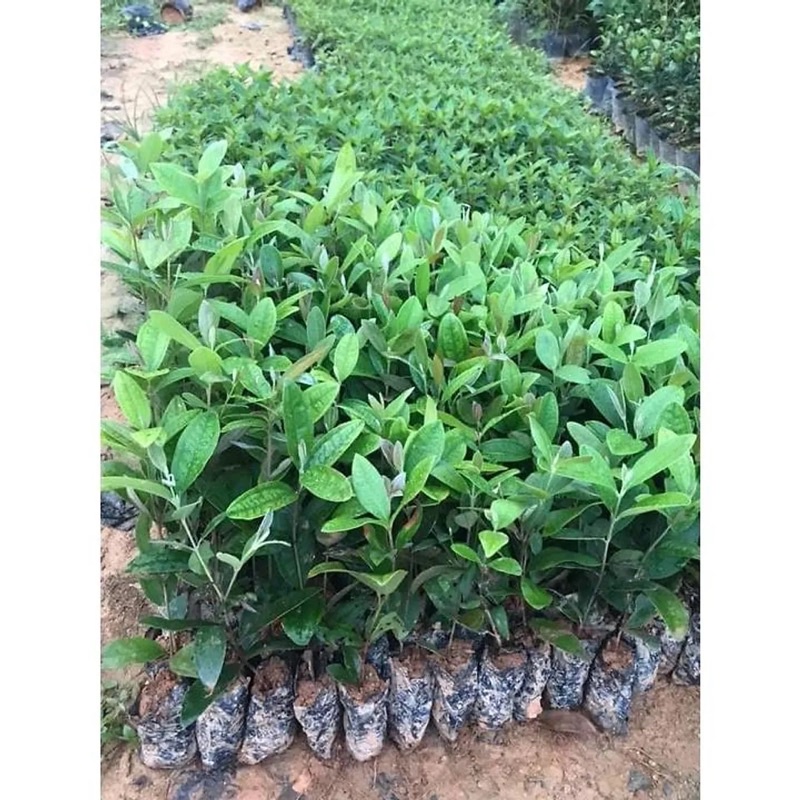 Cây Sim giống Tím