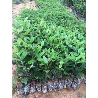 Cây Sim giống Tím