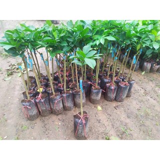 Cây giống bòn bon Thái