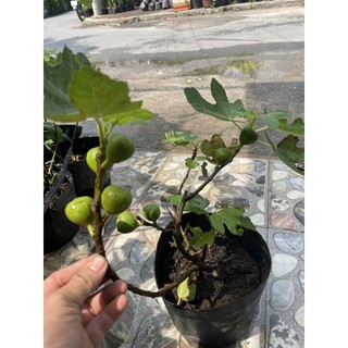 Cây Sung Mỹ đang có trái